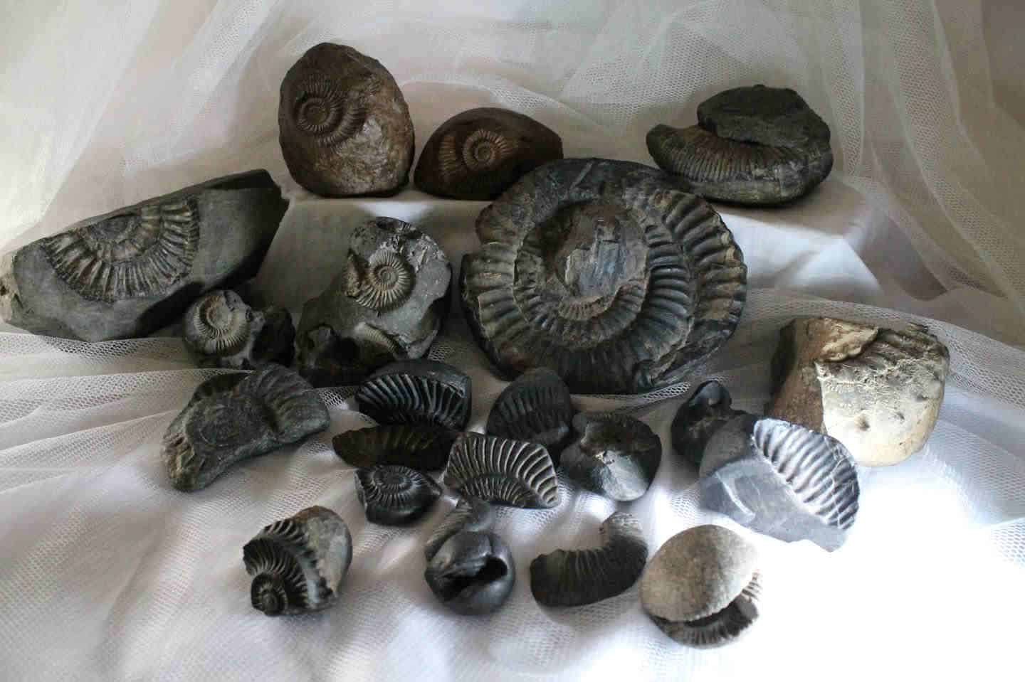 Fossils of Ammonites, a type of mollusk that lived during the time of the dinosaurs, can be found in Mansalay, Oriental Mindoro—the Jurassic Park of the Philippines.